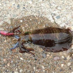 越前デイエギング